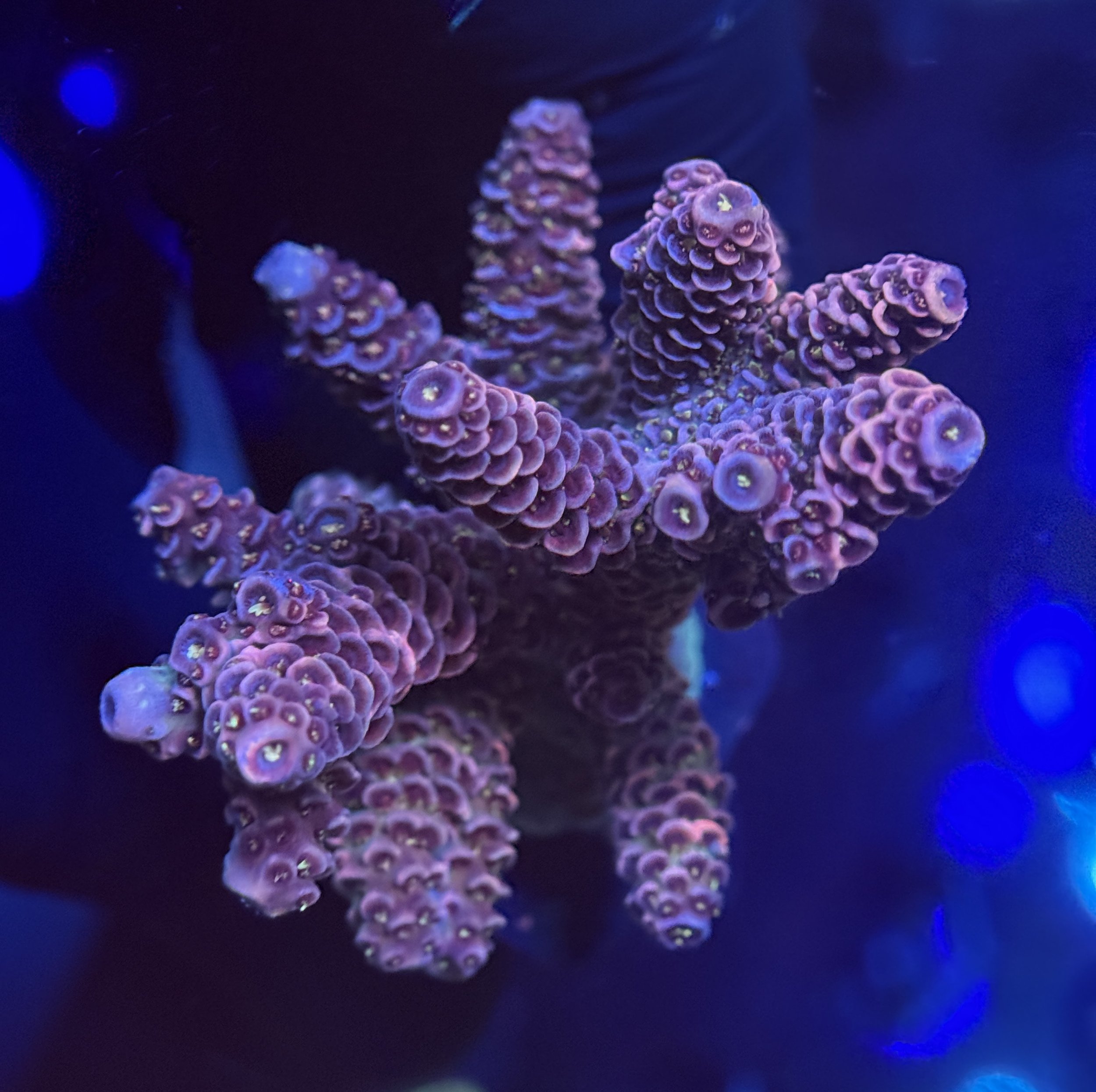 Millie Acropora Cultured 001