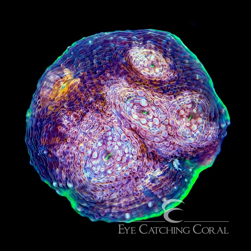 ECC Hypershock Acan Echinata Frag — Special Order [AC417]