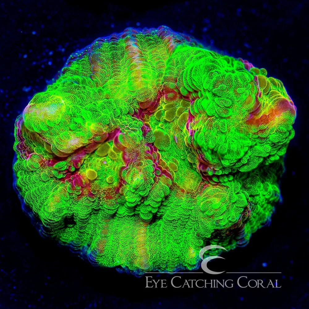 ECC Fuego Chalice Frag — Special Order [AC71]