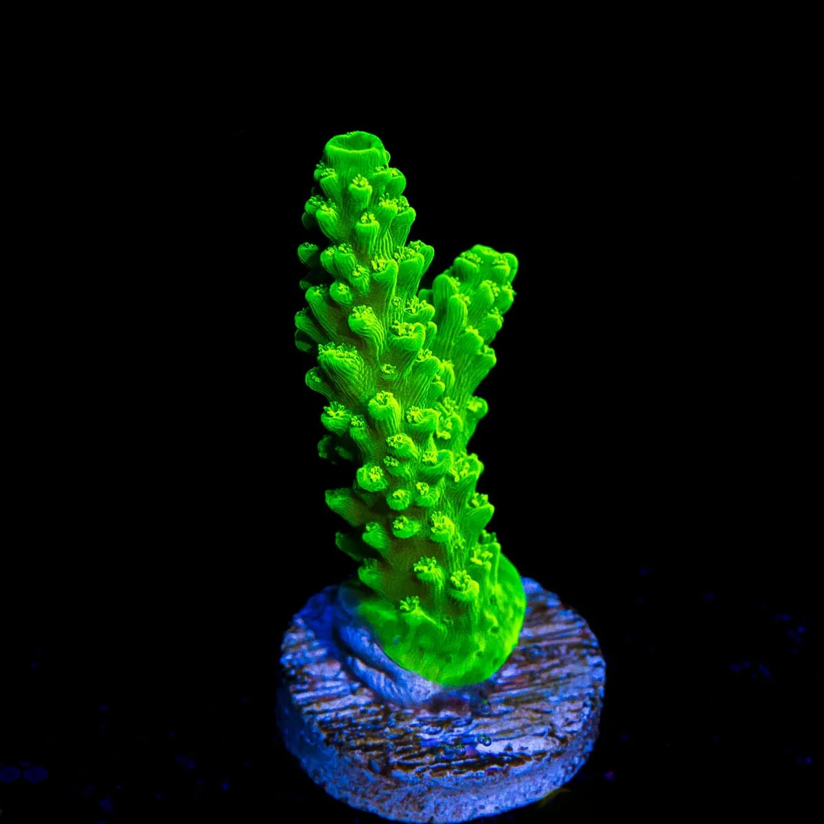 Green Slimer Acropora