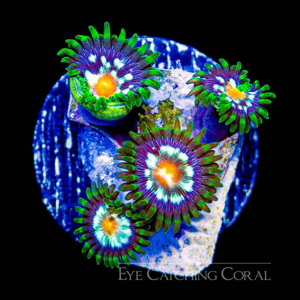 ECC Galactic Crush Zoanthid Frag (4+Polyp Average) — Special Order [AC1020]