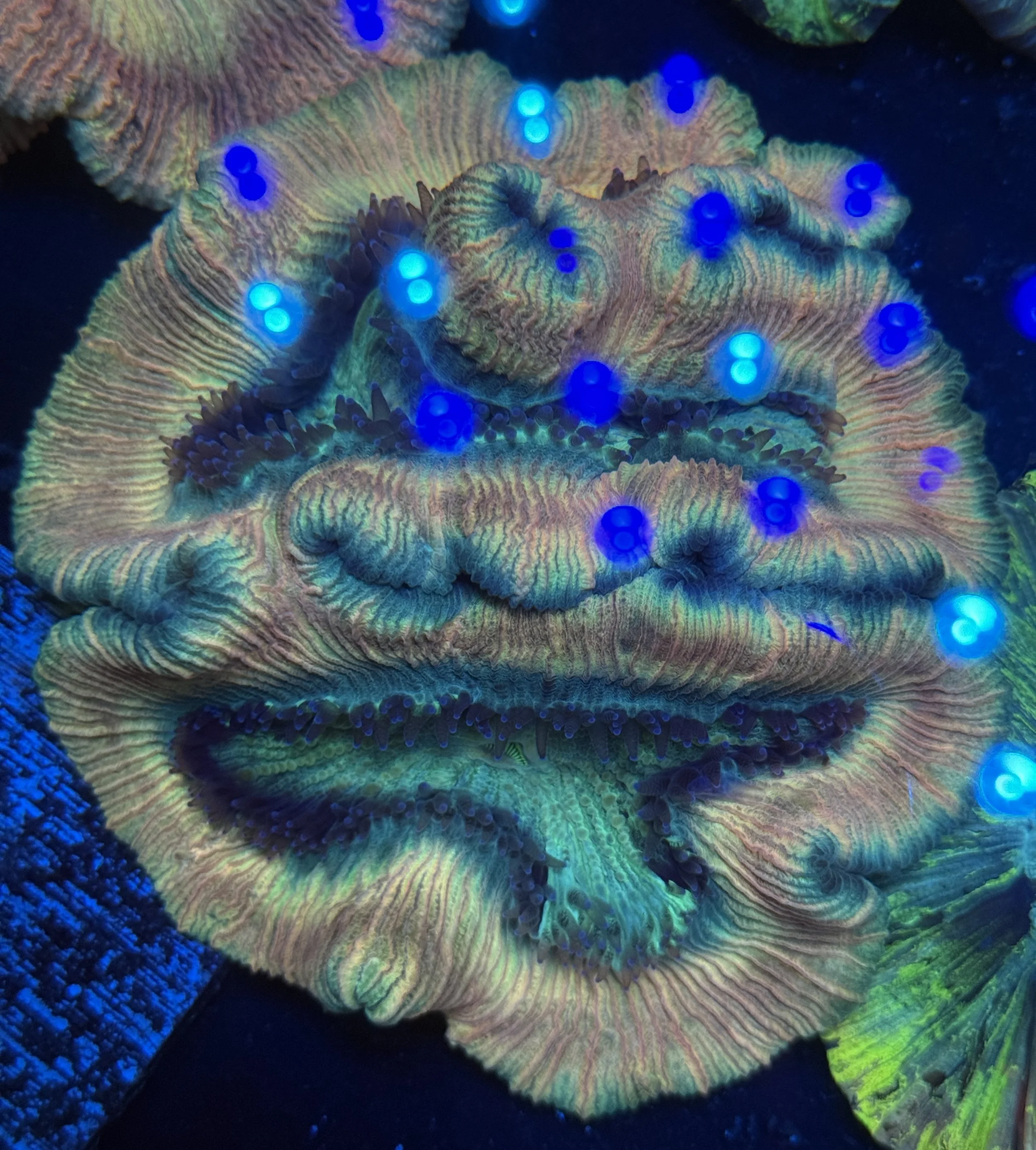 Ultra Wellsophyllia 002 $240.jpg
