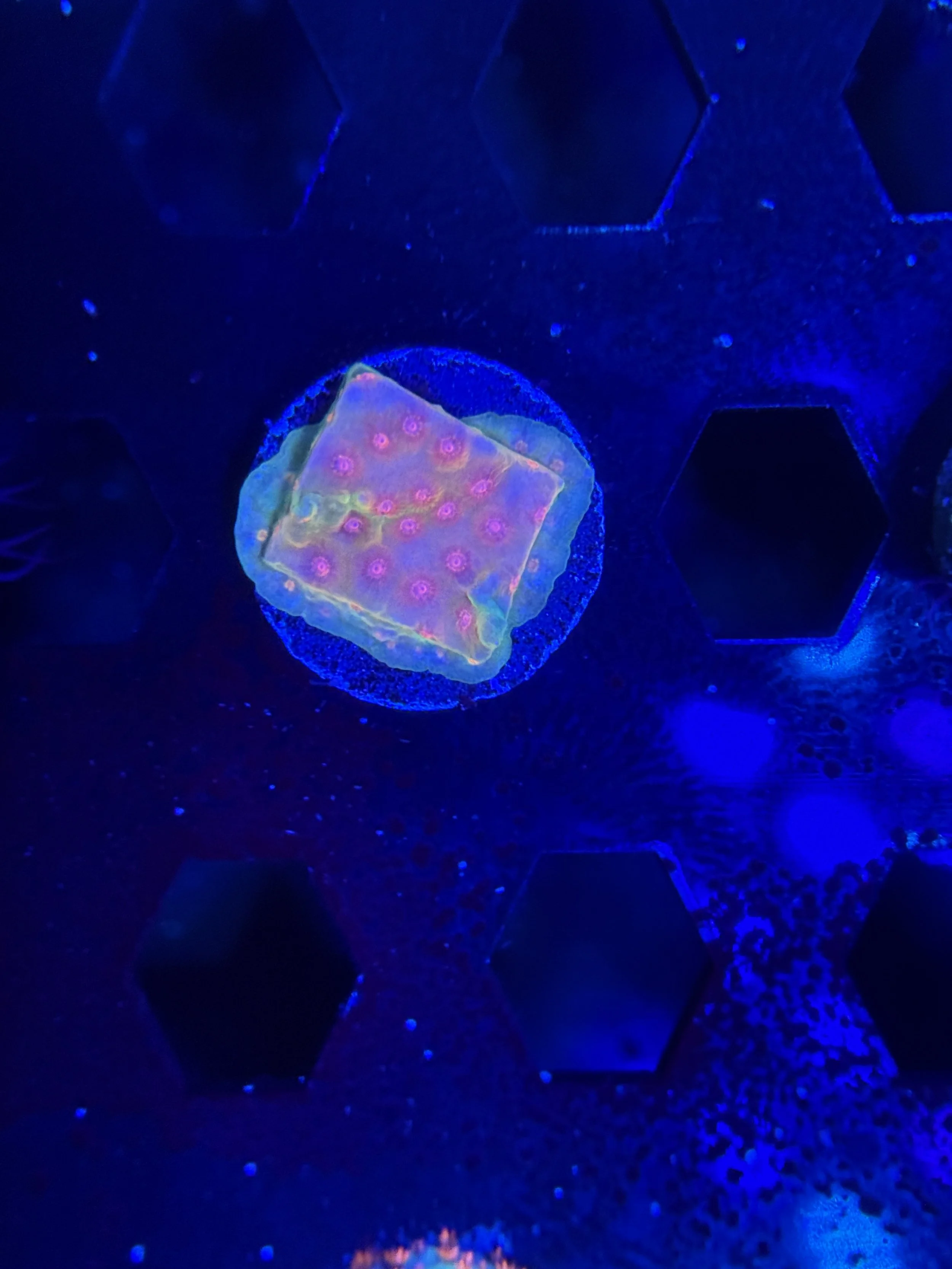 JF Spellbound Cyphastrea Frag