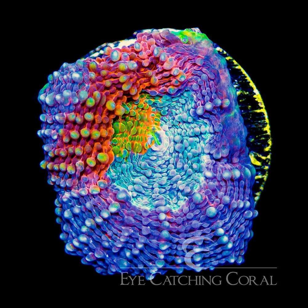 ECC Wonderland Acan Echinata Frag — Special Order [AC1044]