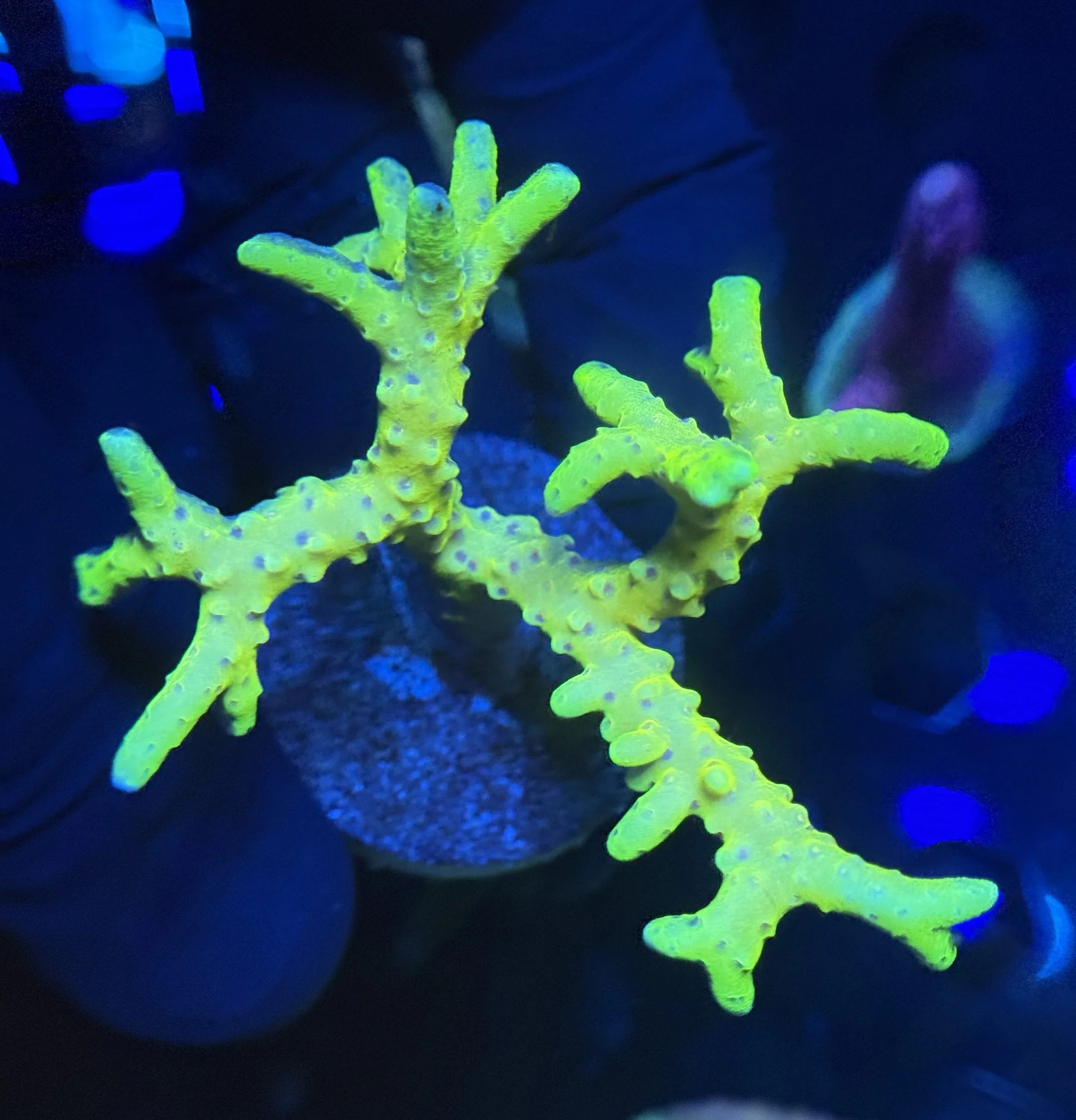 Lightning Rod Anacropora Mini Colony $60.jpg