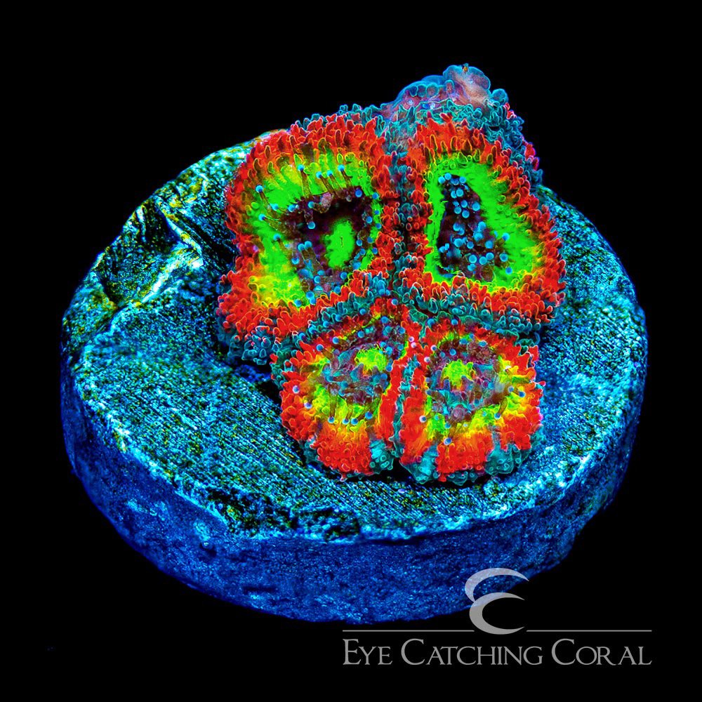 ECC Holy Grail Micromussa Frag — Special Order [AC921]