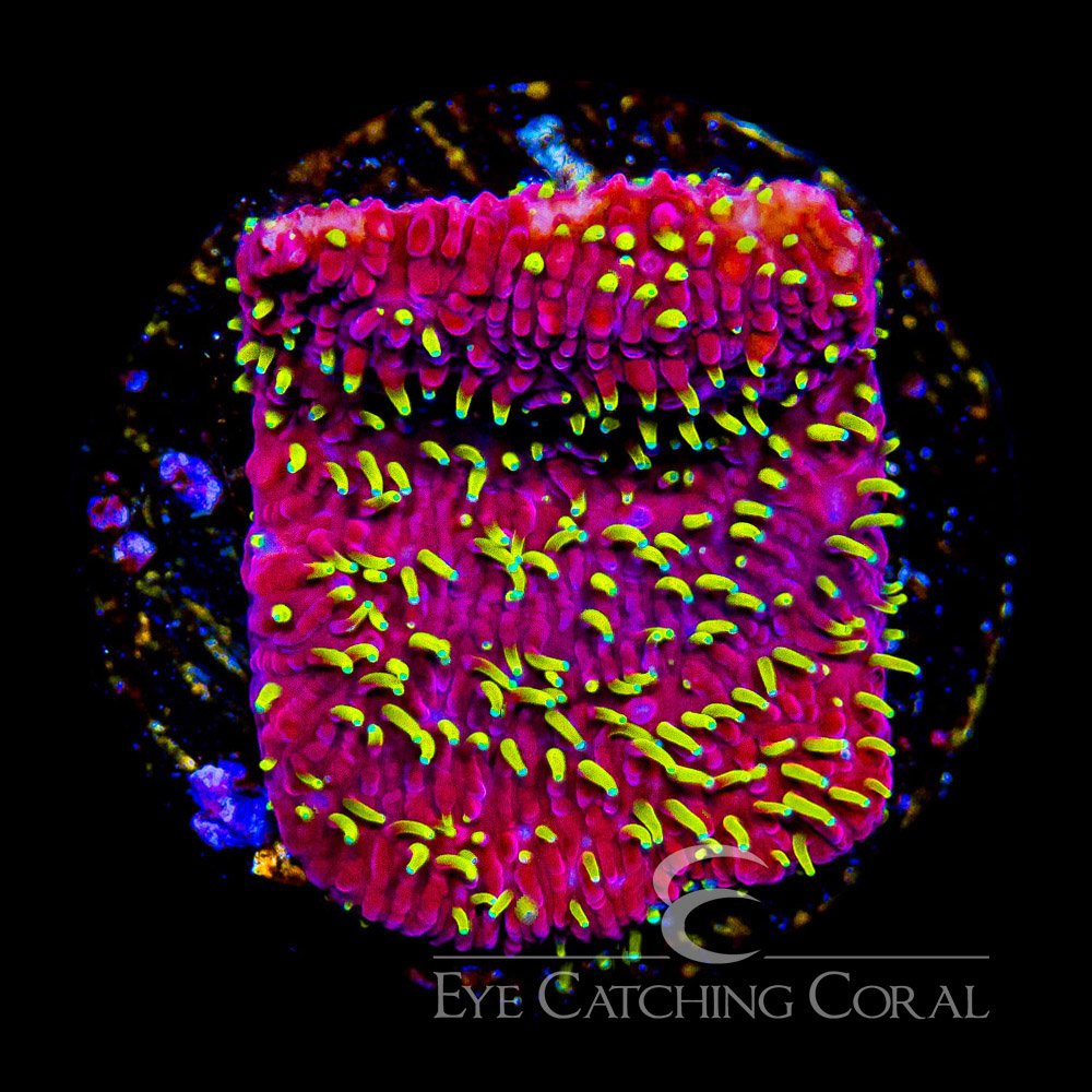 ECC Freak Hair Pavona Frag — Special Order [AC519]