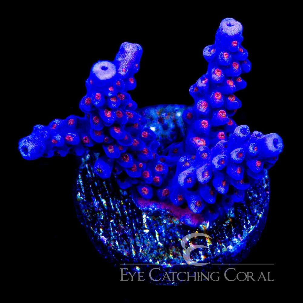 ECC Fireworks Acropora Frag — Special Order [AC1052]