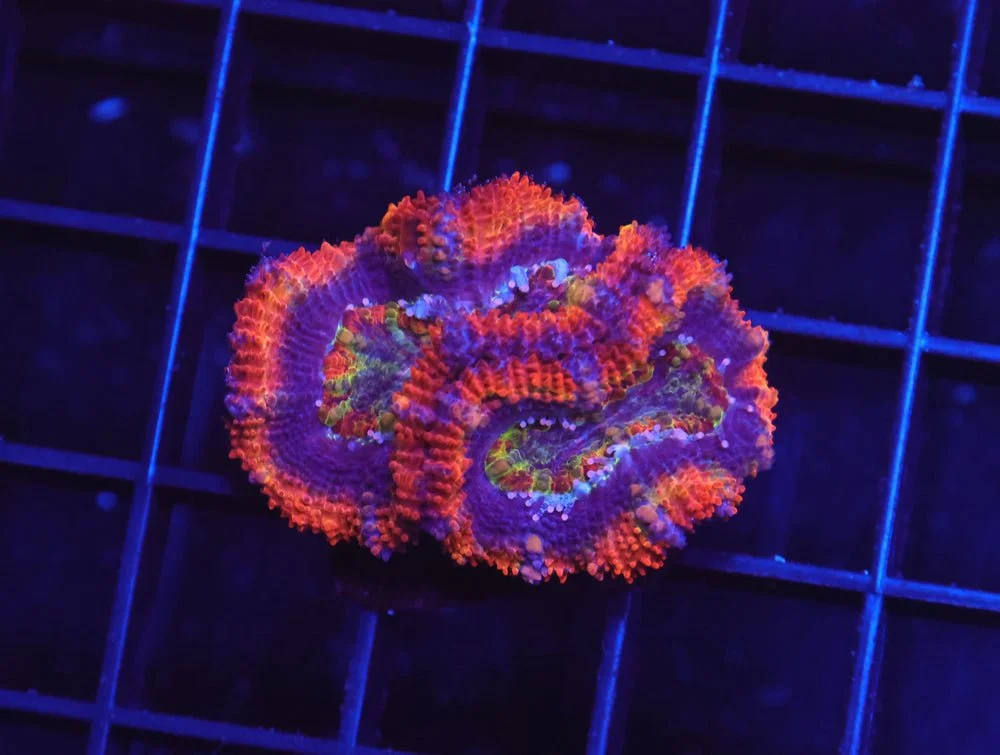 B144 - Aussie Rainbow Acan Lord — Special Order [SDC-B144]