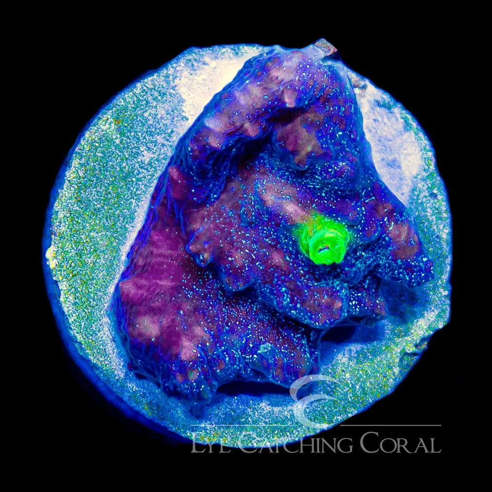 ECC Oceans Glow Chalice Frag — Special Order [AC1057]