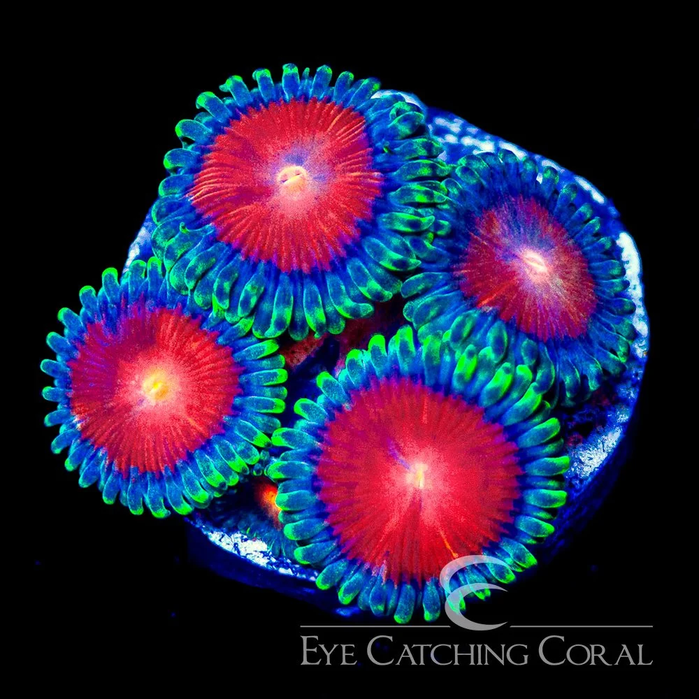 ECC Burn Willow Zoanthid Frag (Big Polyp Zoa) (4+ Polyp Average) — Special Order [AC1087]