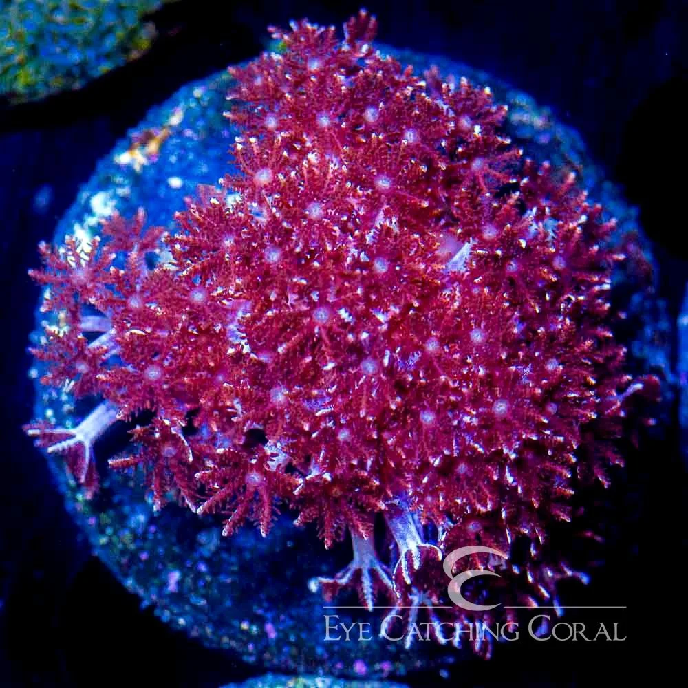 ECC Cookies & Cream Cauliflower Coral Big Frag — Special Order [f1AC541]