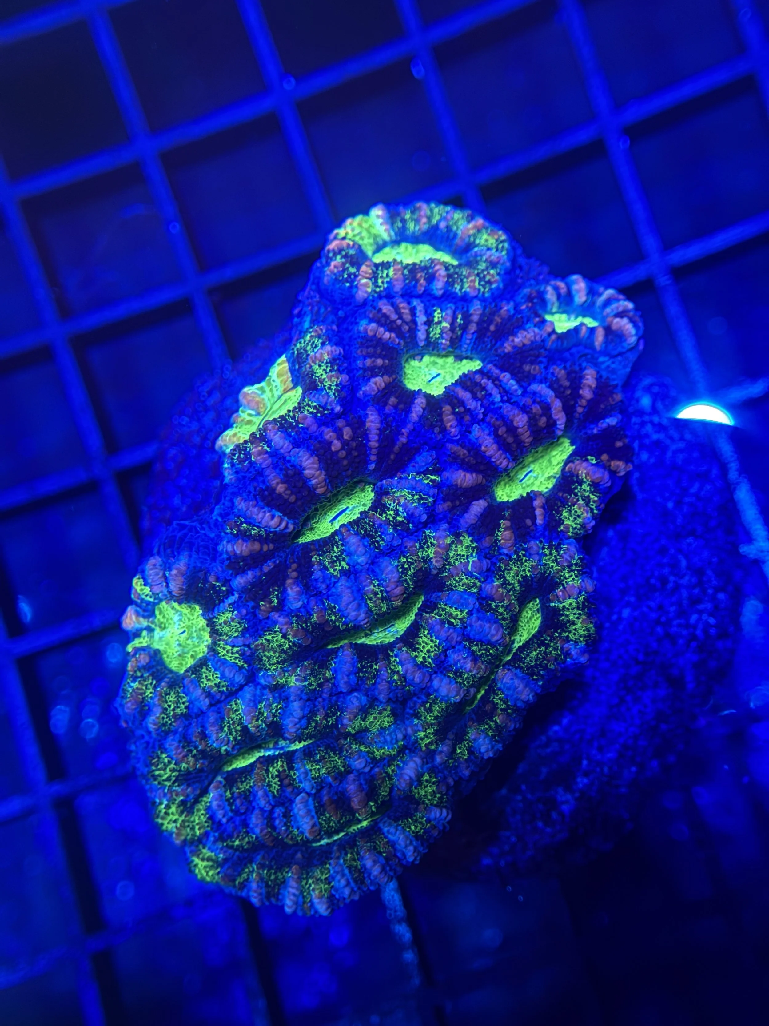 Blue Acan Lord Mini Colony