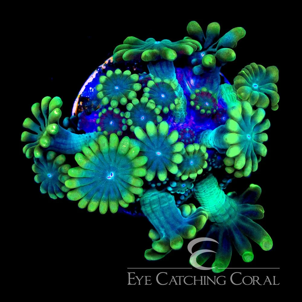 ECC Sun Kissed Alveopora Frag — Special Order [AC1155]