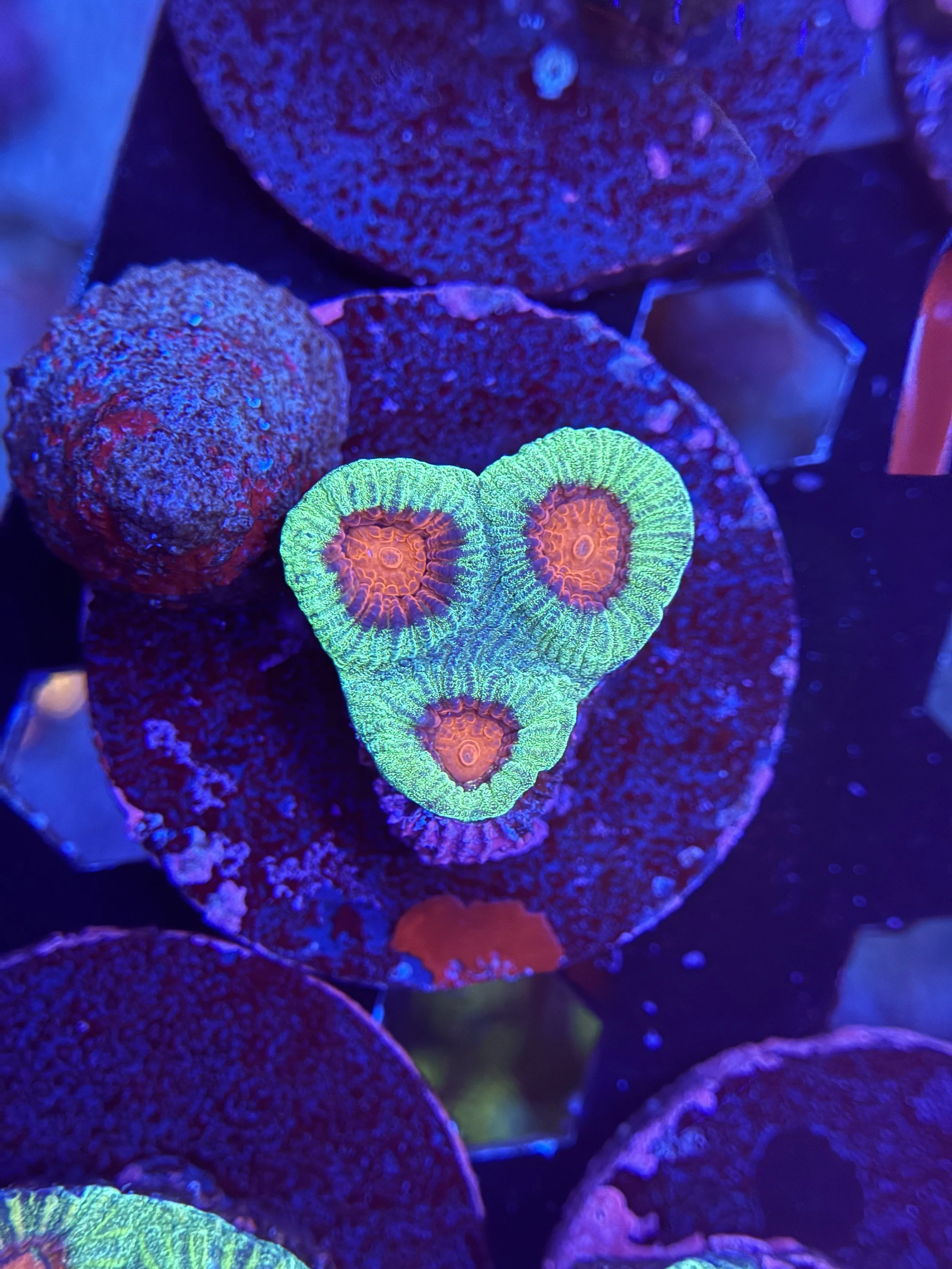 Watermelon Favia Frag 003