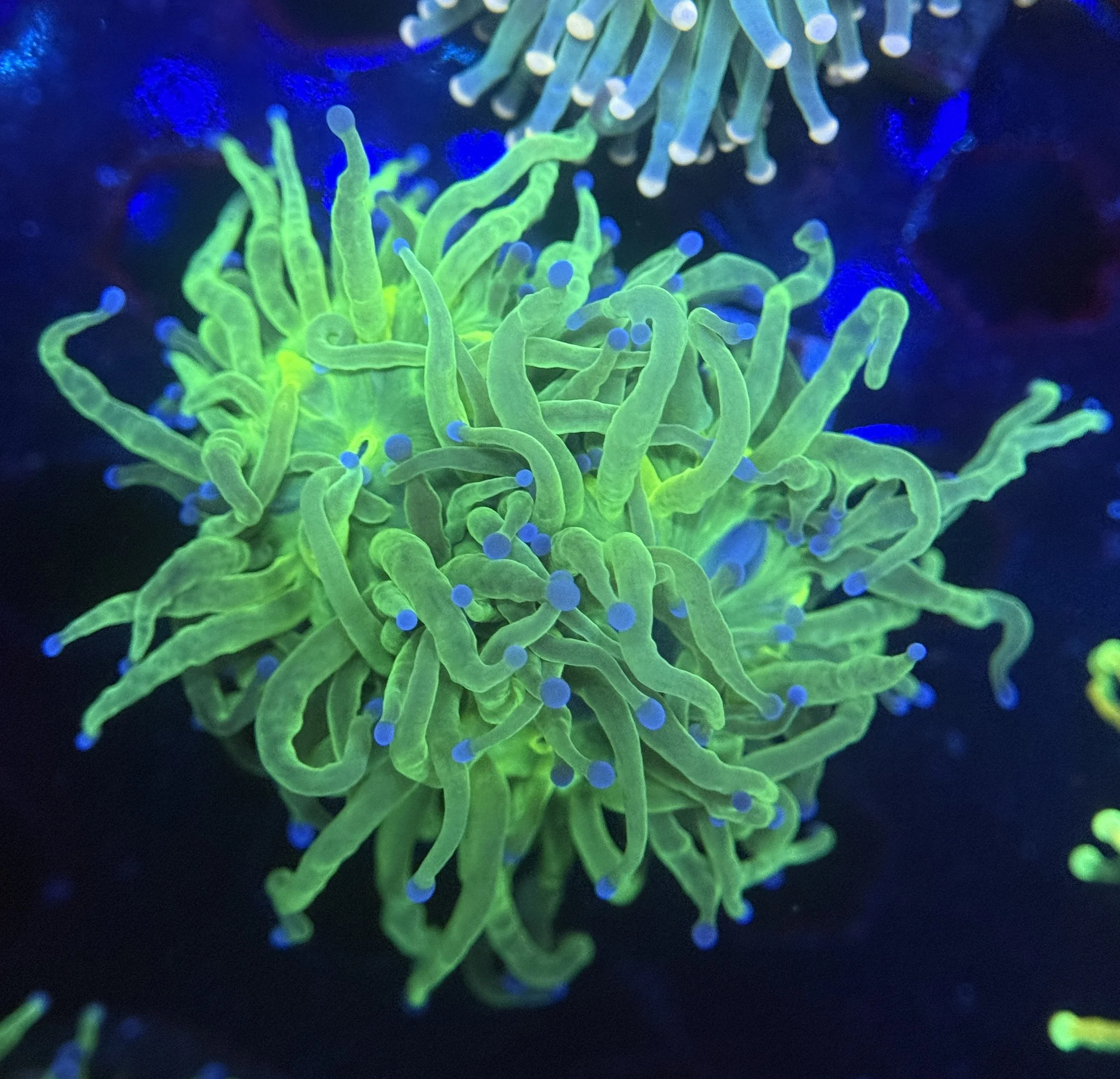 Todd’s Torch Frag 003 $65.jpg