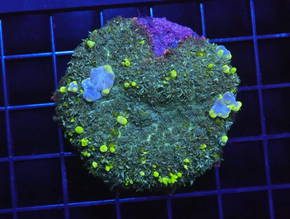 B02 -Uranium Bounce Rhodactis Mushroom — Special Order [SDC-B02]
