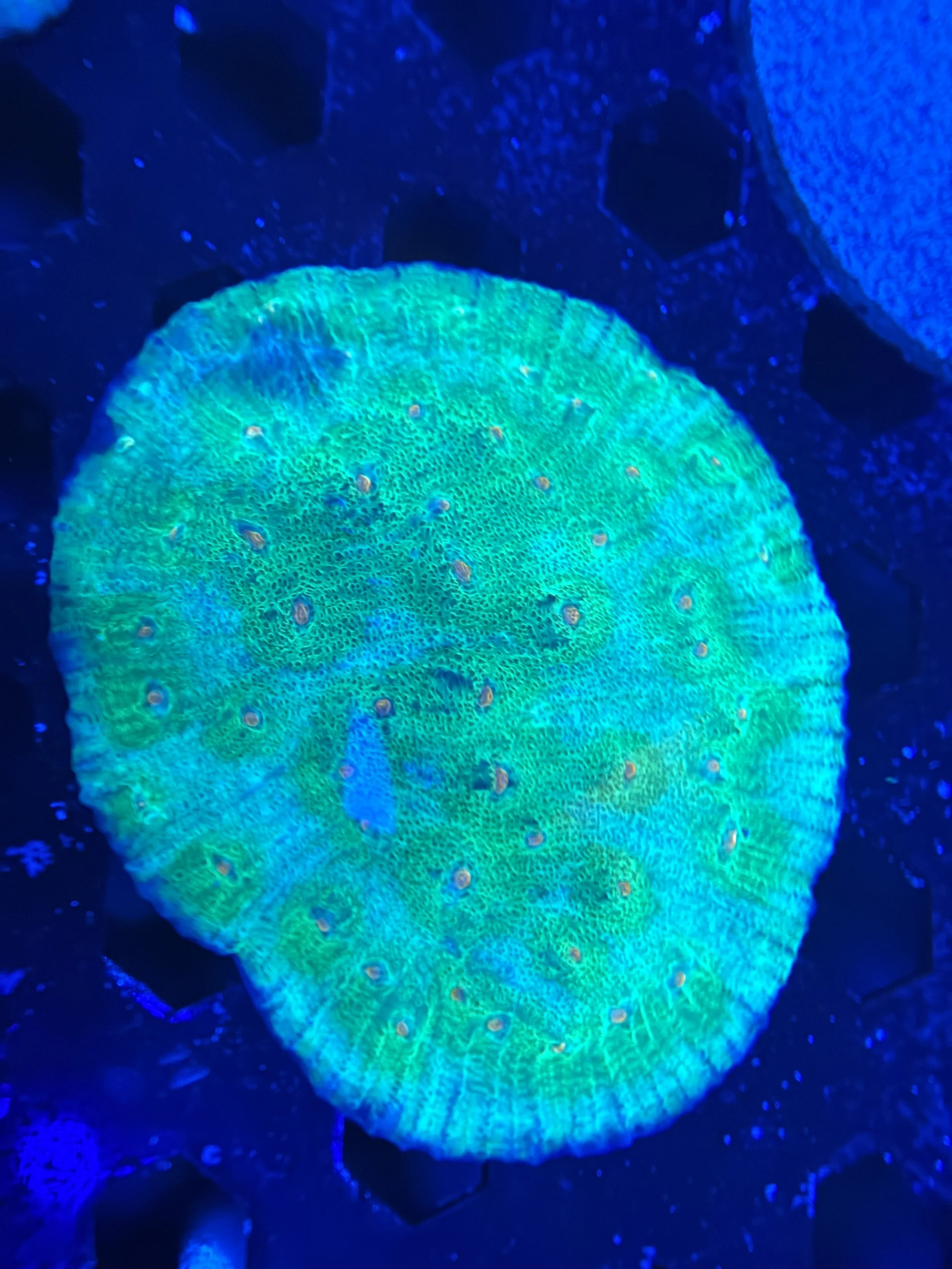 Avatar Chalice Colony