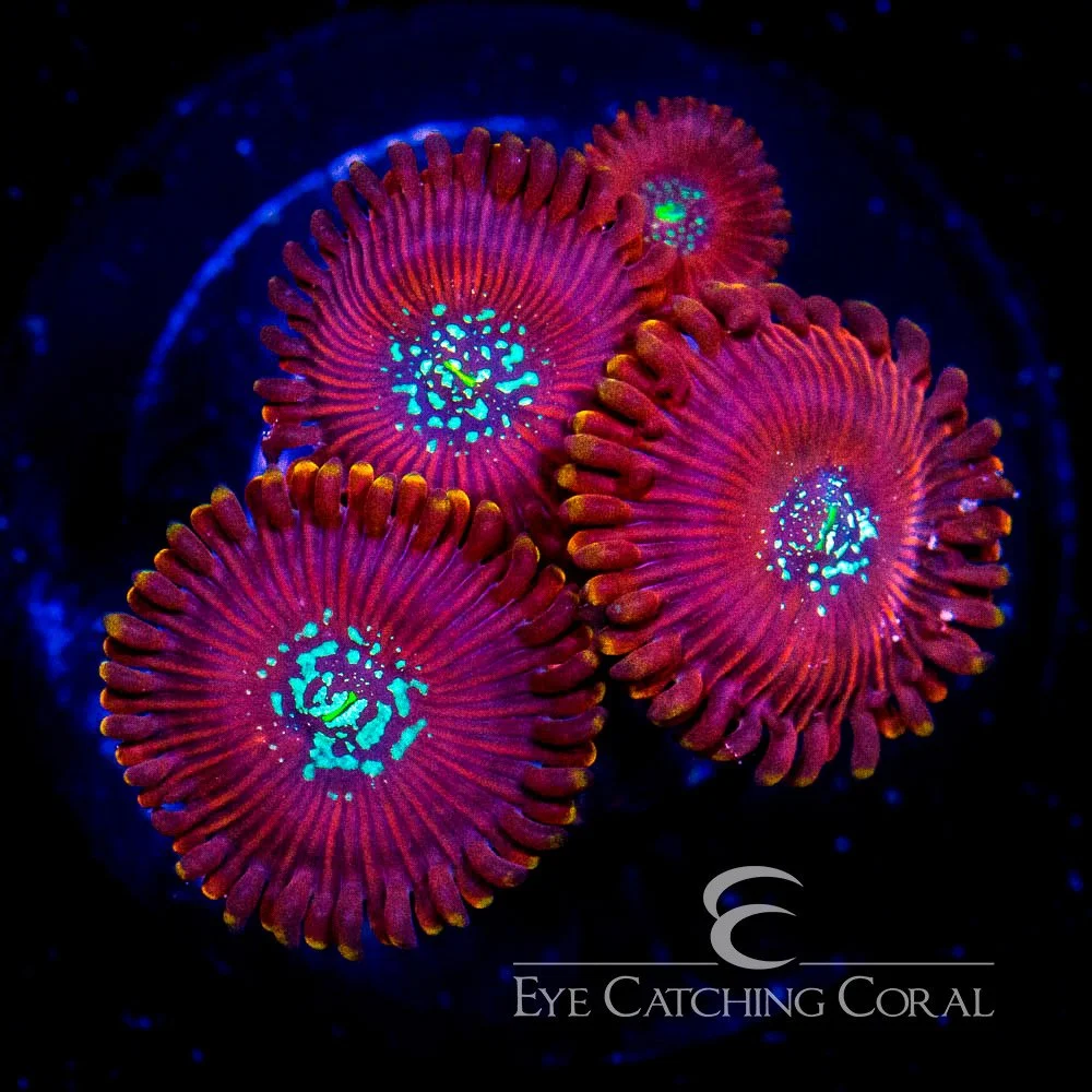 ECC Magician Zoanthid Frag (2+Polyp Average) — Special Order [AC32]