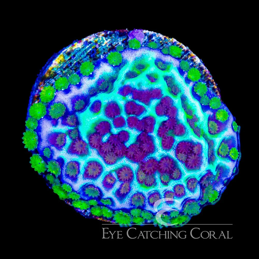 ECC Sensei Mind Trick Montipora Frag — Special Order [AC842]