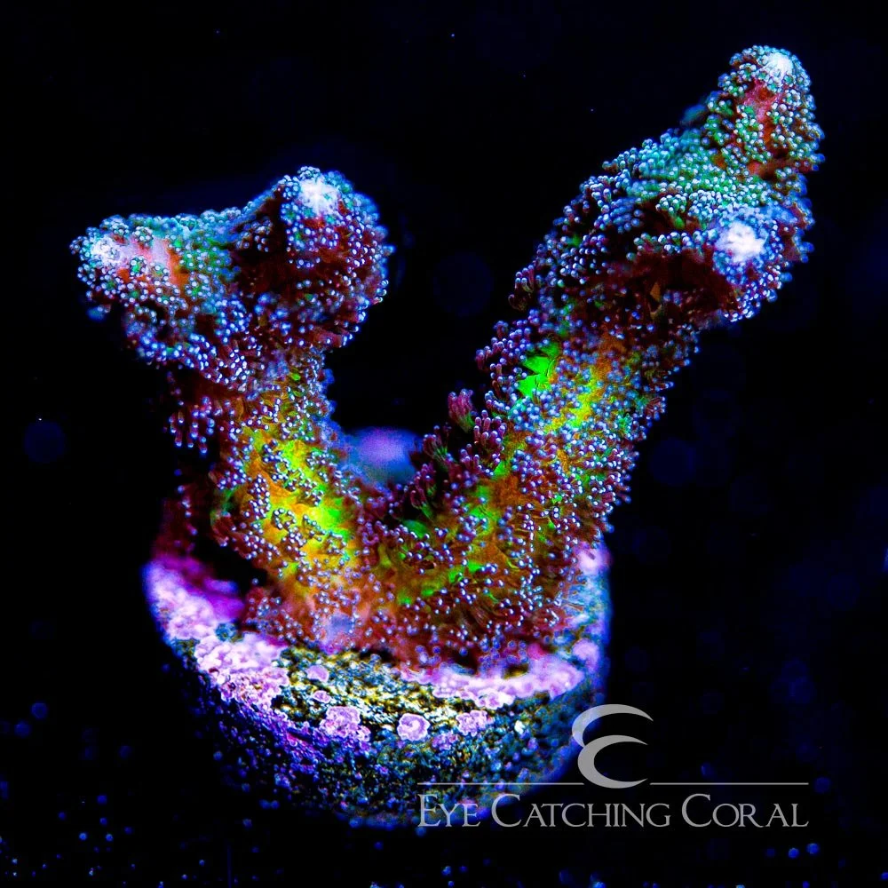 ECC Birds of Paradise Birdsnest Frag — Special Order [AC565]