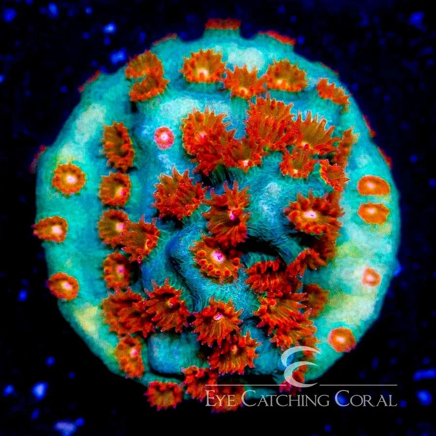 ECC Molten Meteor Cyphastrea Frag — Special Order [AC165]