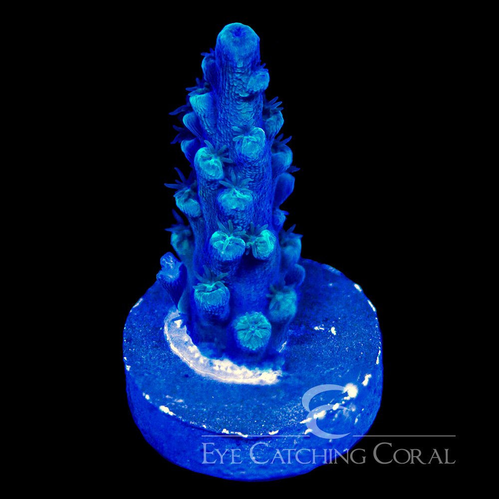 ECC Oregon Blue Tort Frag — Special Order [AC1124]