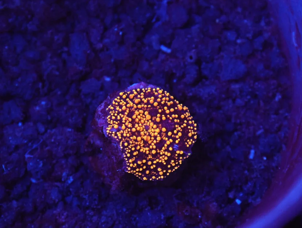 B120 - Interstellar Disco Mushroom — Special Order [SDC-B120]