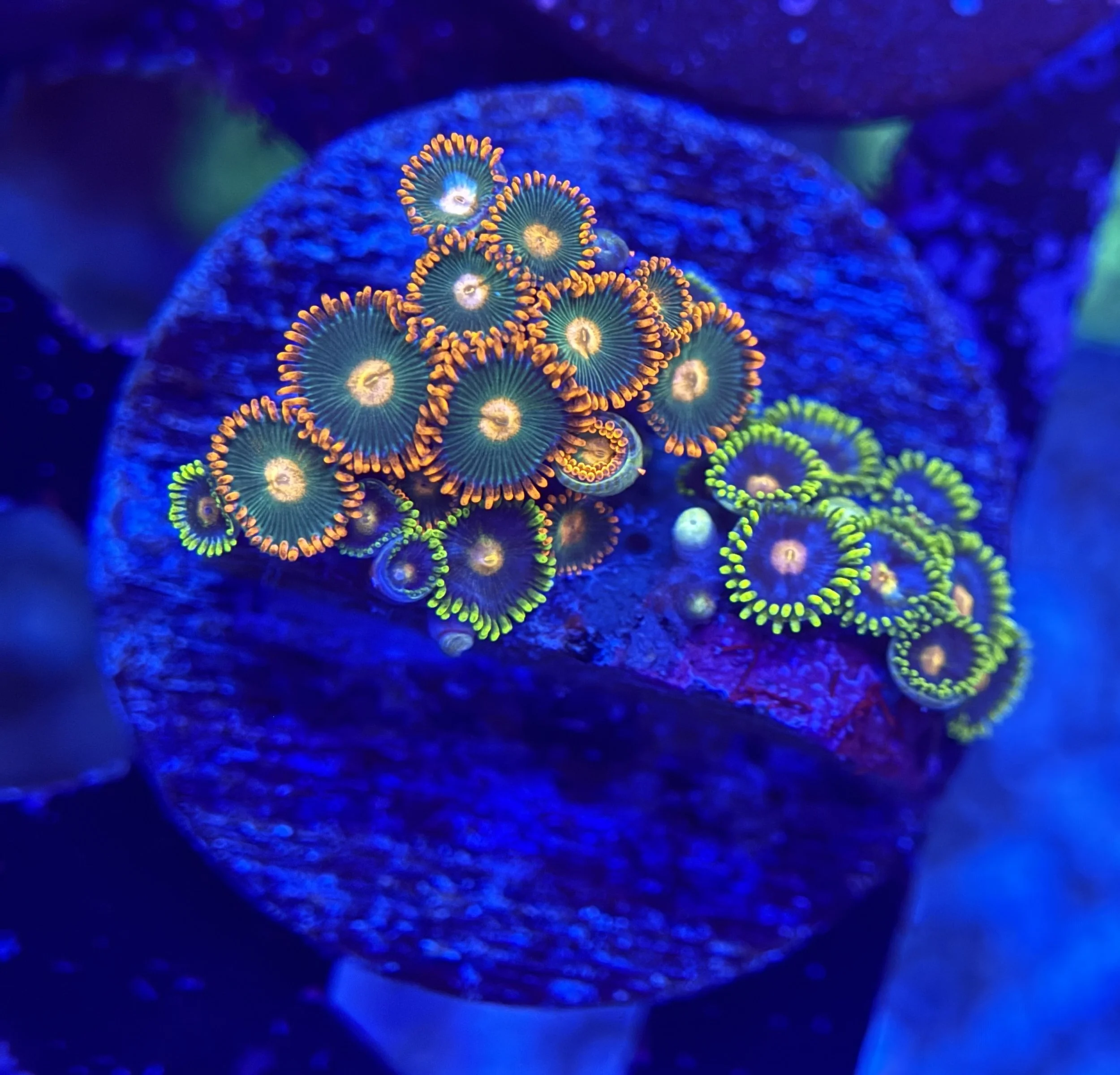 Assorted Zoa Frag 006 $30.jpg