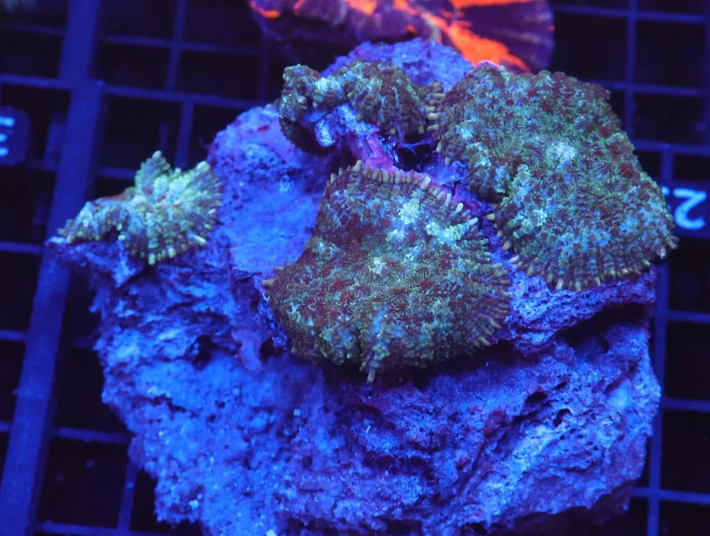 B29 -Jungle Book Rhodactis Mushroom — Special Order [SDC-B29]