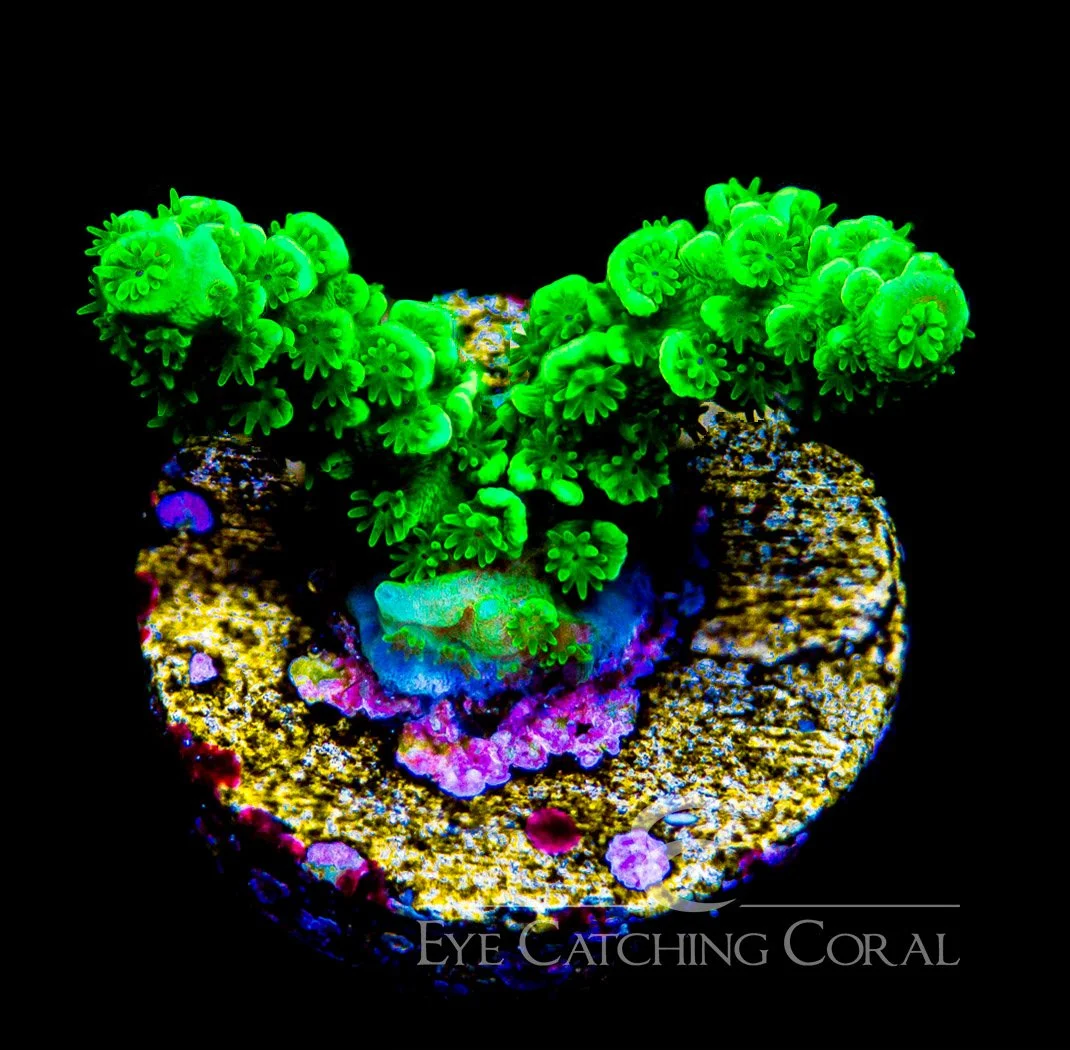 ECC Green Star Acropora Frag — Special Order [AC968]