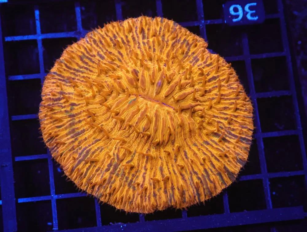 B36 -Indo Melted Orange Fungia — Special Order [SDC-B36]