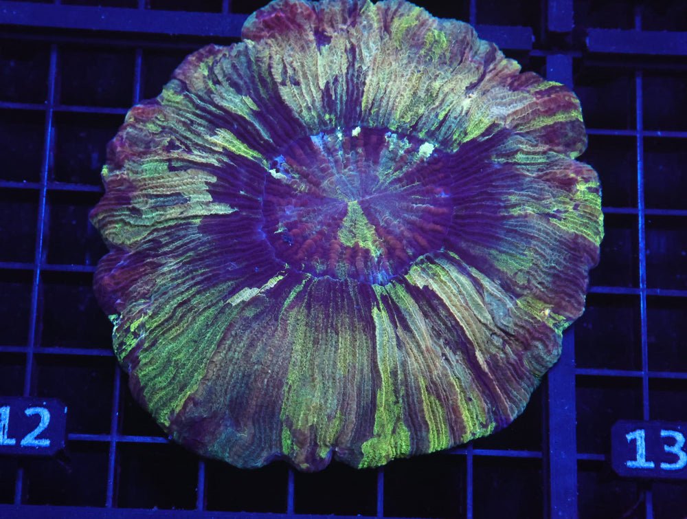 B12 -Indo Rainbow Rim Trachy — Special Order [SDC-B12]
