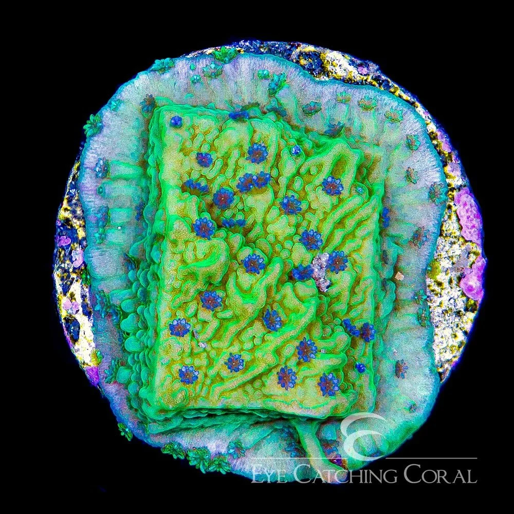 ECC Flower Petal Montipora Frag — Special Order [AC609]