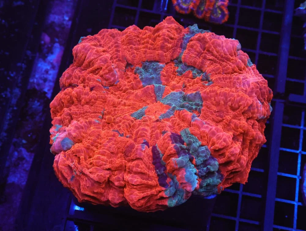 B35 -Malaysian Volcanic Explosion Acanthophyllia — Special Order [SDC-B35]