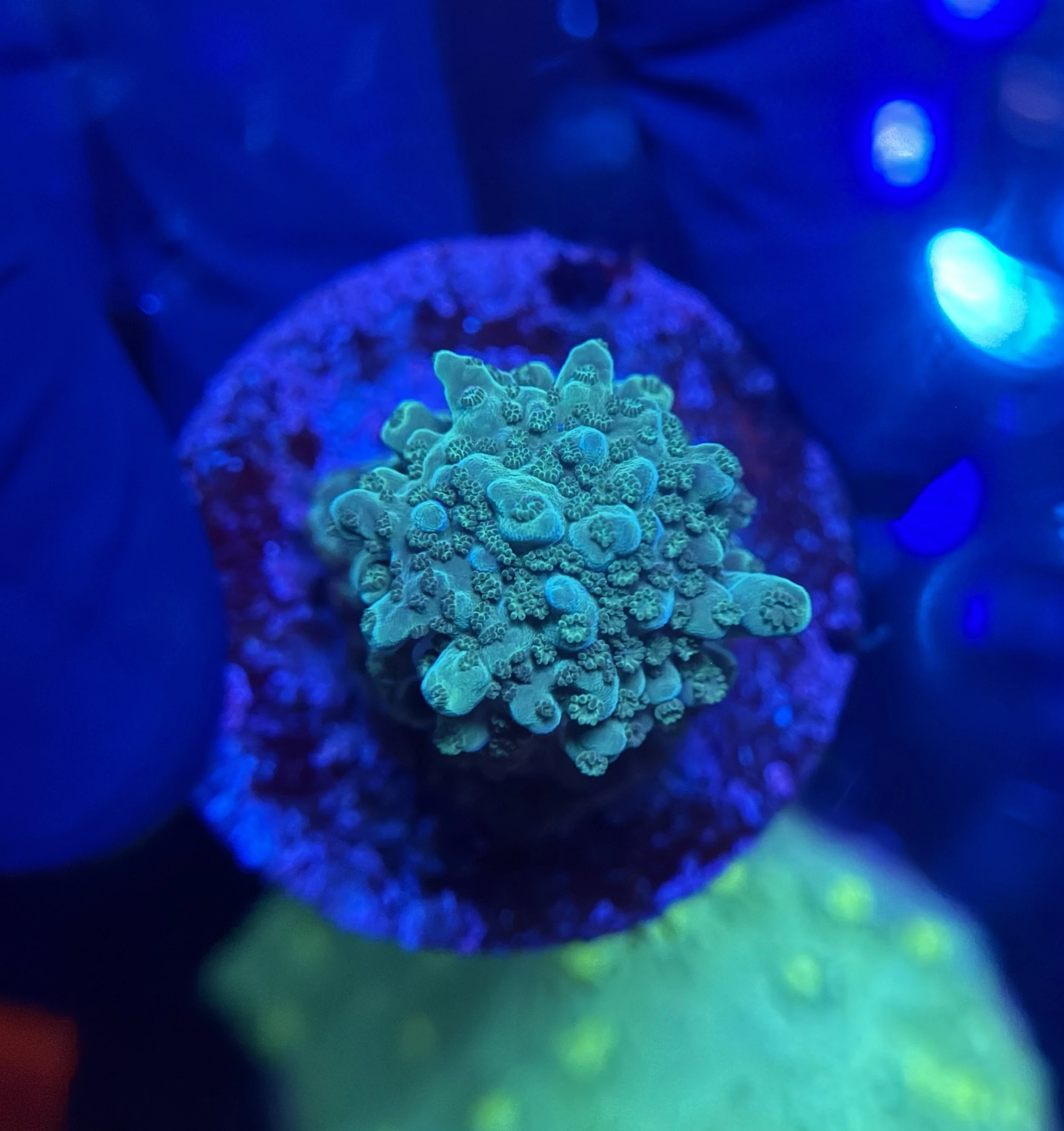 Acropora Frag 009
