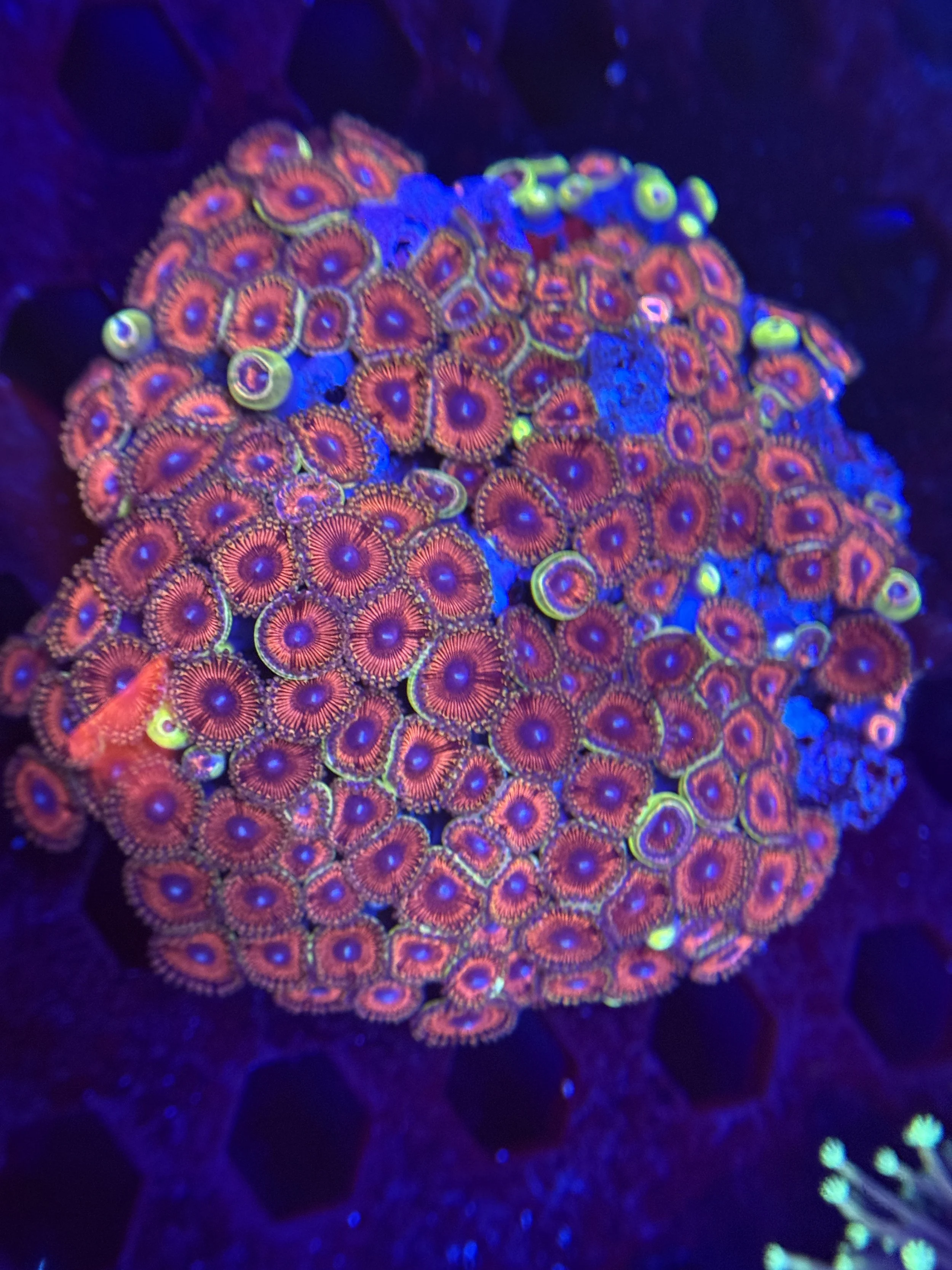Zoa Colony