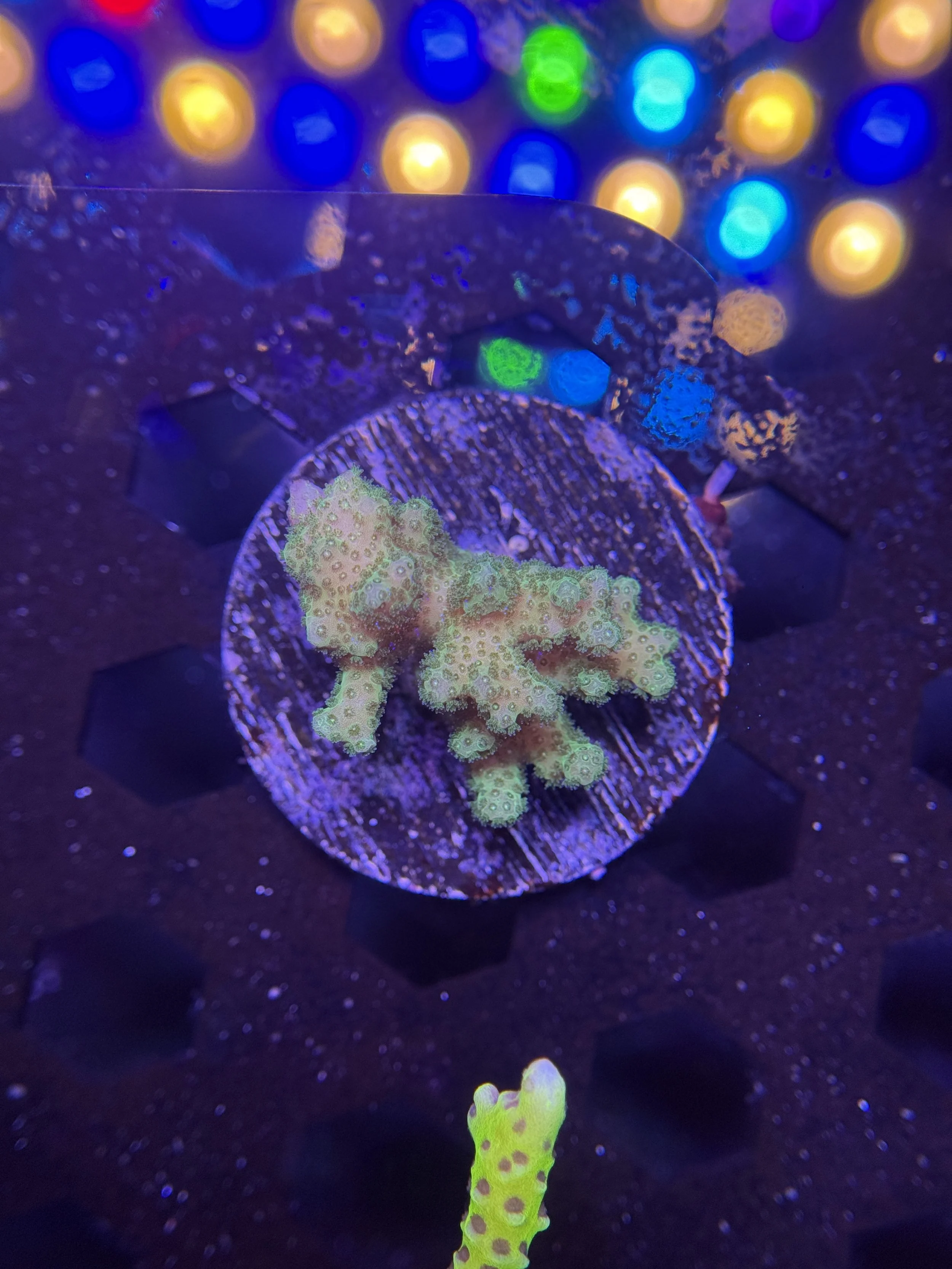 Green Pocillopora Frag