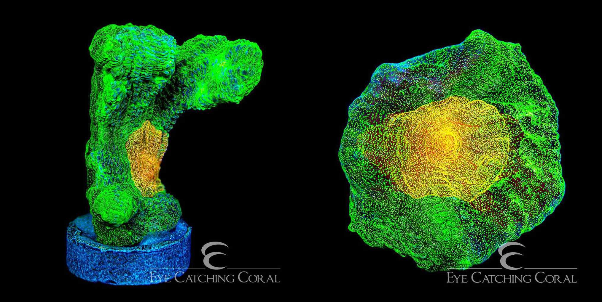ECC Space Invader Pectinia Frag — Special Order [AC918]
