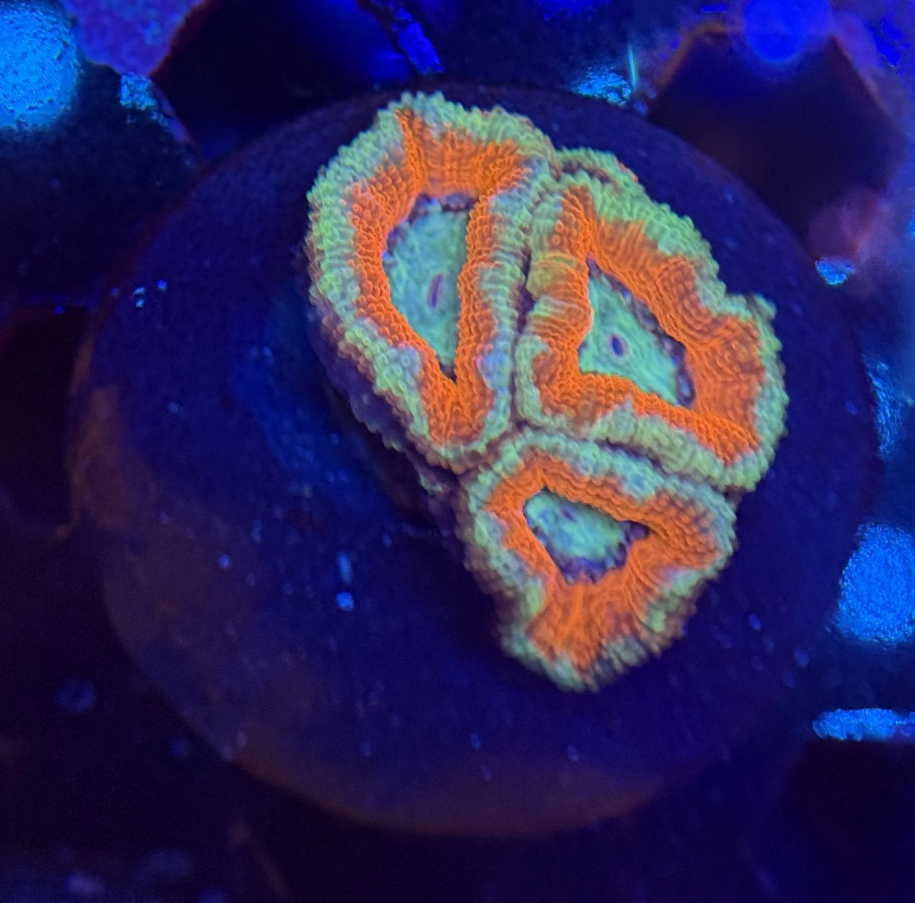 Acan Frag 009