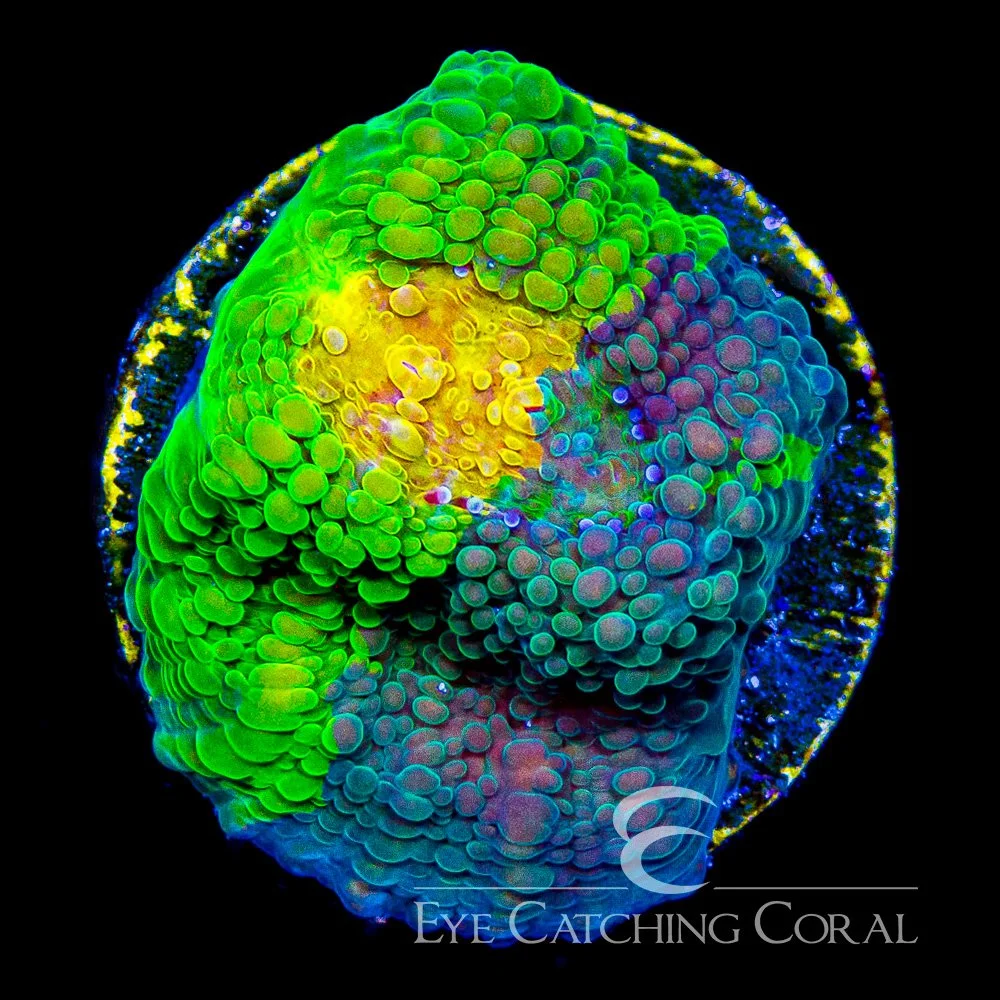 ECC Crayola Meltdown Chalice Frag — Special Order [AC1163]
