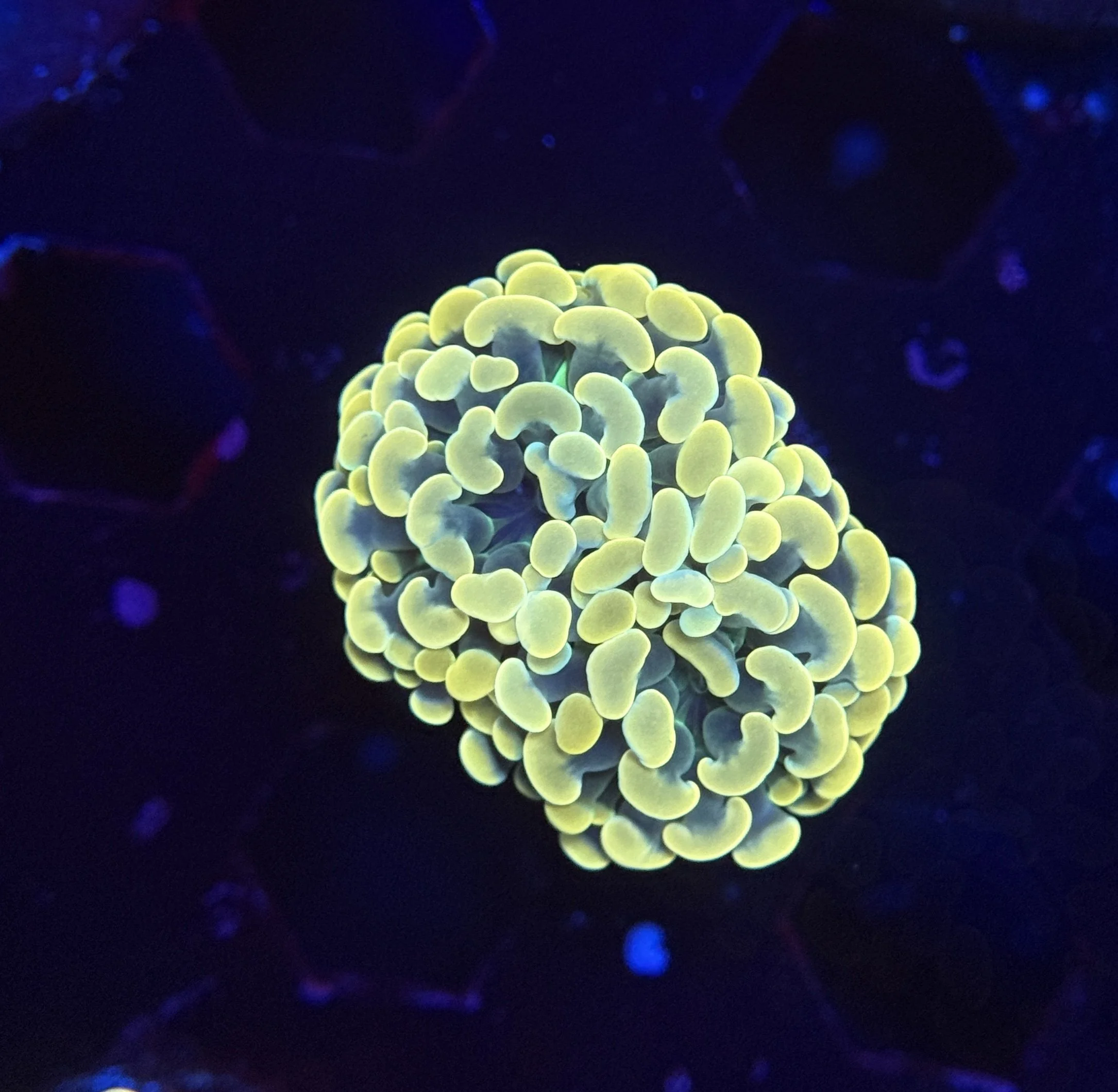 Gold Hammer Frag 002