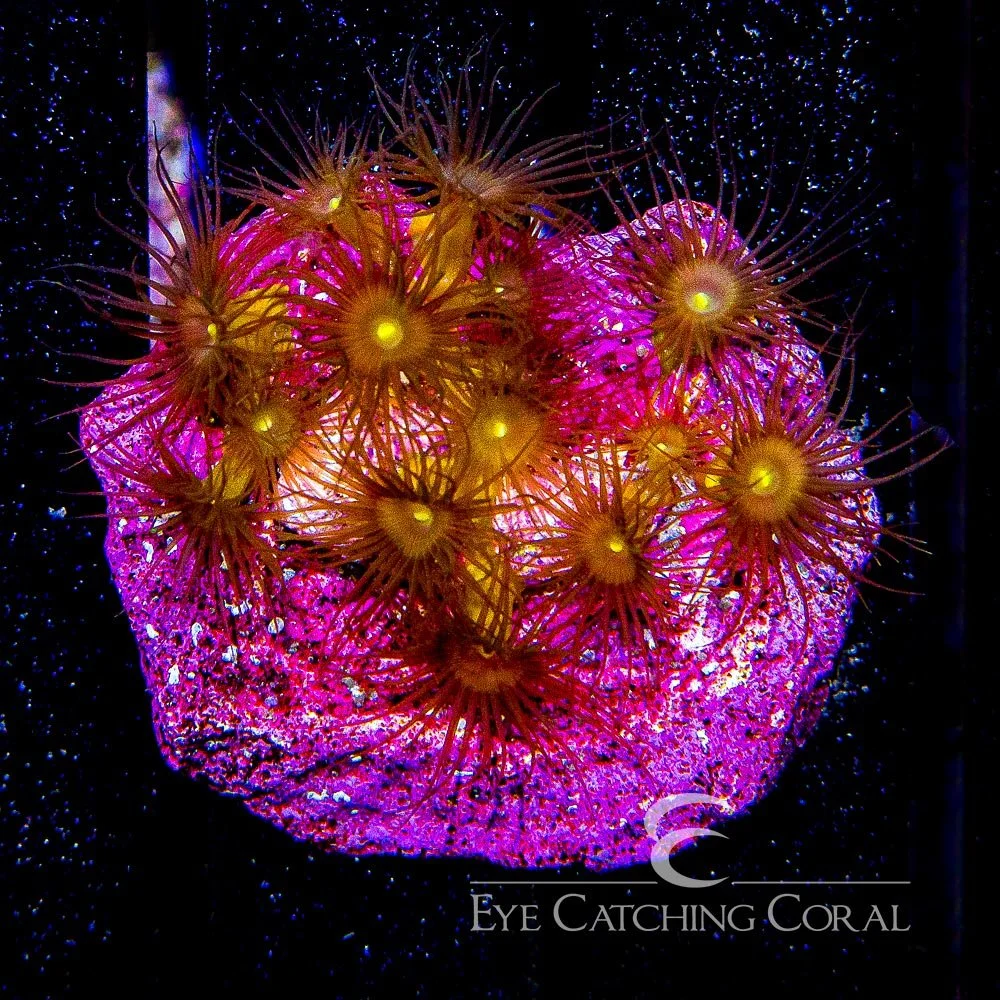 ECC Yellow Polyps Mini Colony — Special Order [AC866]