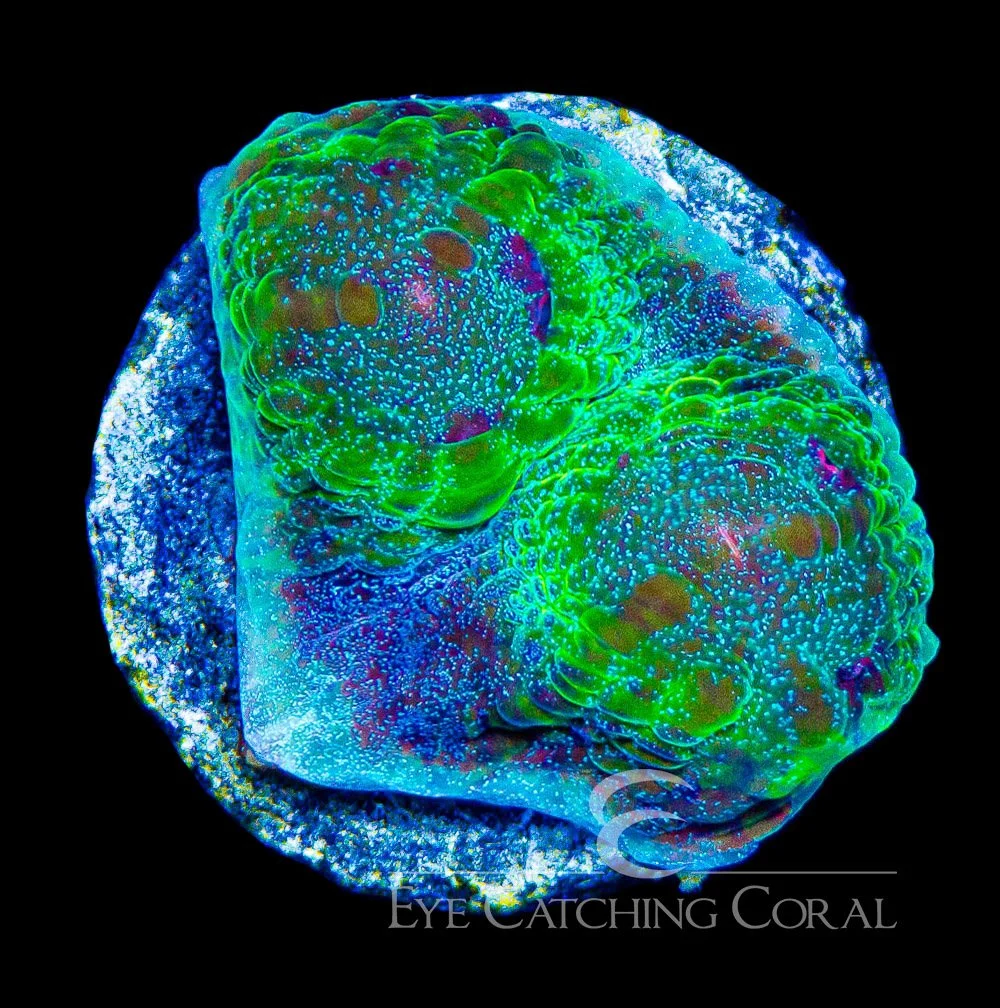 ECC Dream Weaver Chalice Frag — Special Order [AC983]