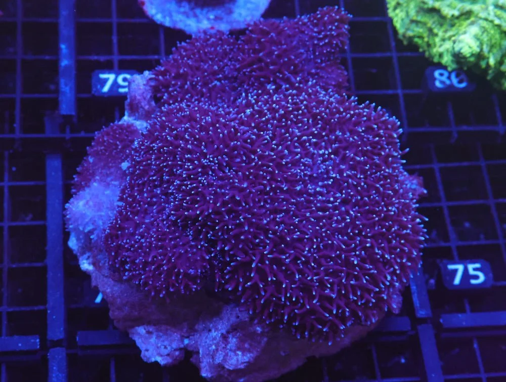 B74 -Purple Frilly Mushroom — Special Order [SDC-B74]