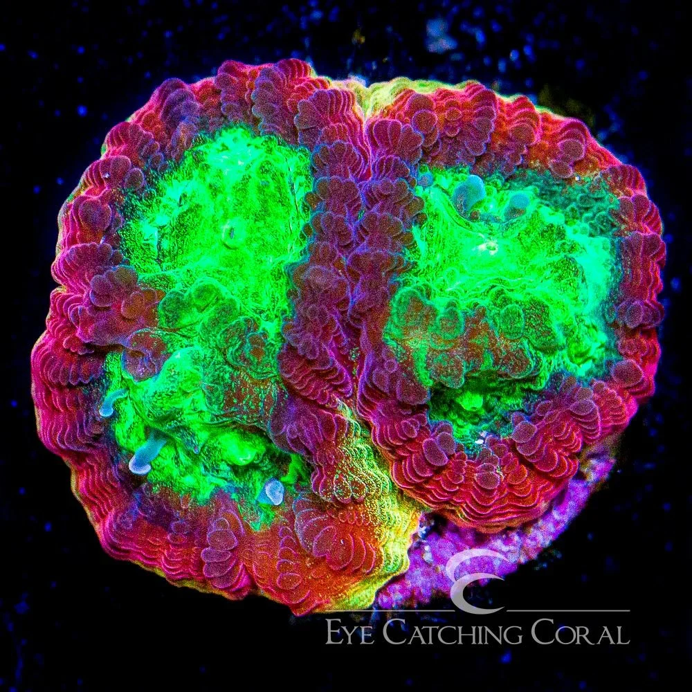 ECC Rainbow Rim Favia Frag — Special Order [AC81]