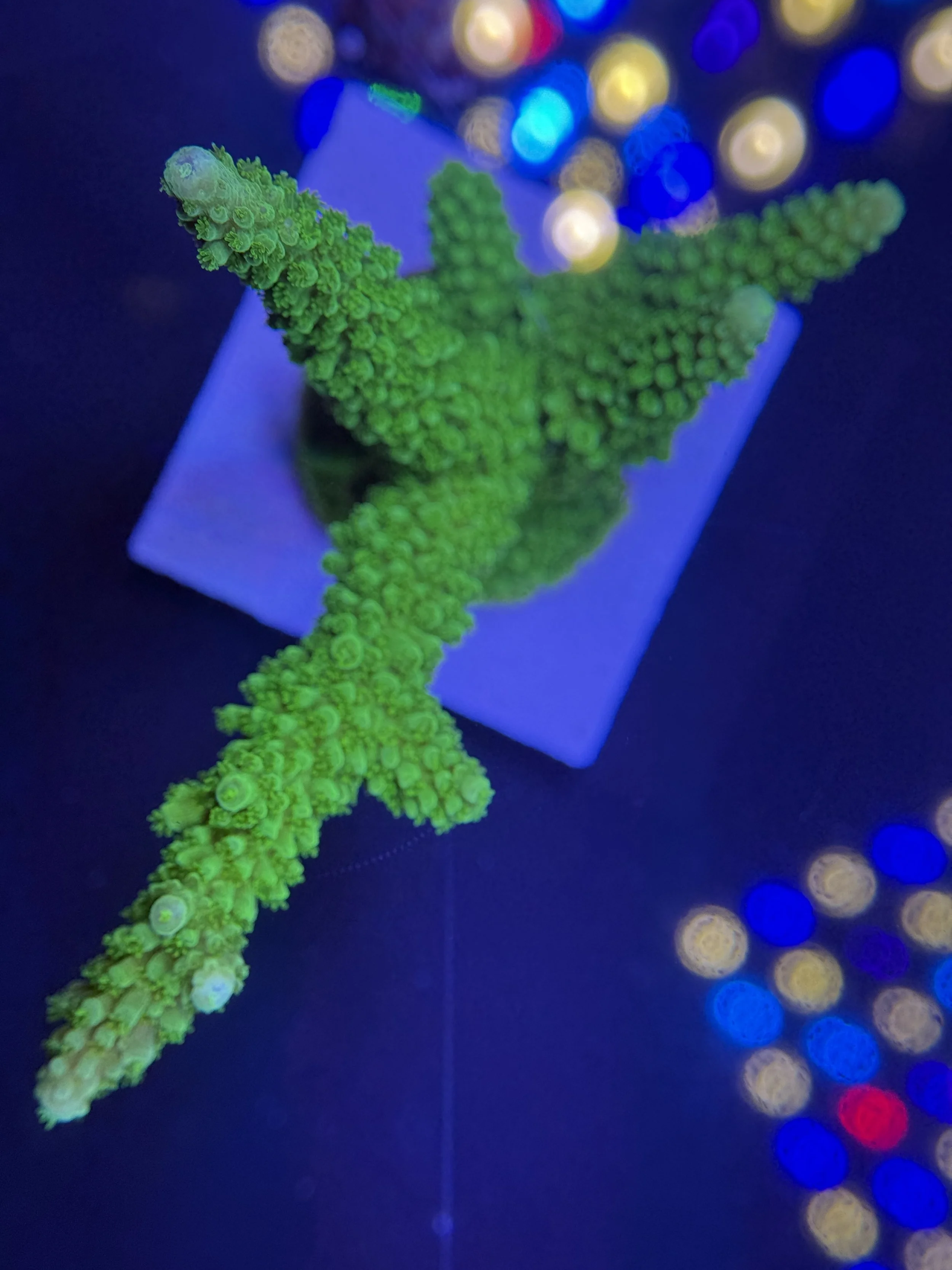 Bali Green Slimer Acro Mini Colony