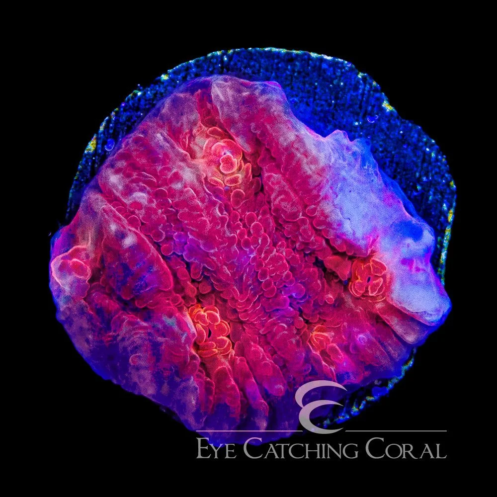 ECC Fireball Chalice Frag — Special Order [AC1137]