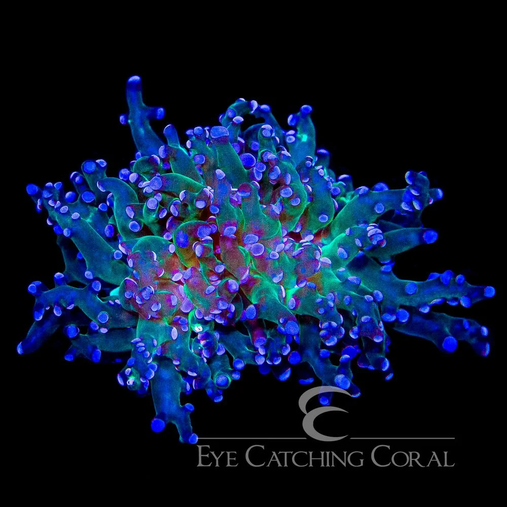 ECC Purple Zazu Frogspawn Frag — Special Order [AC1011]