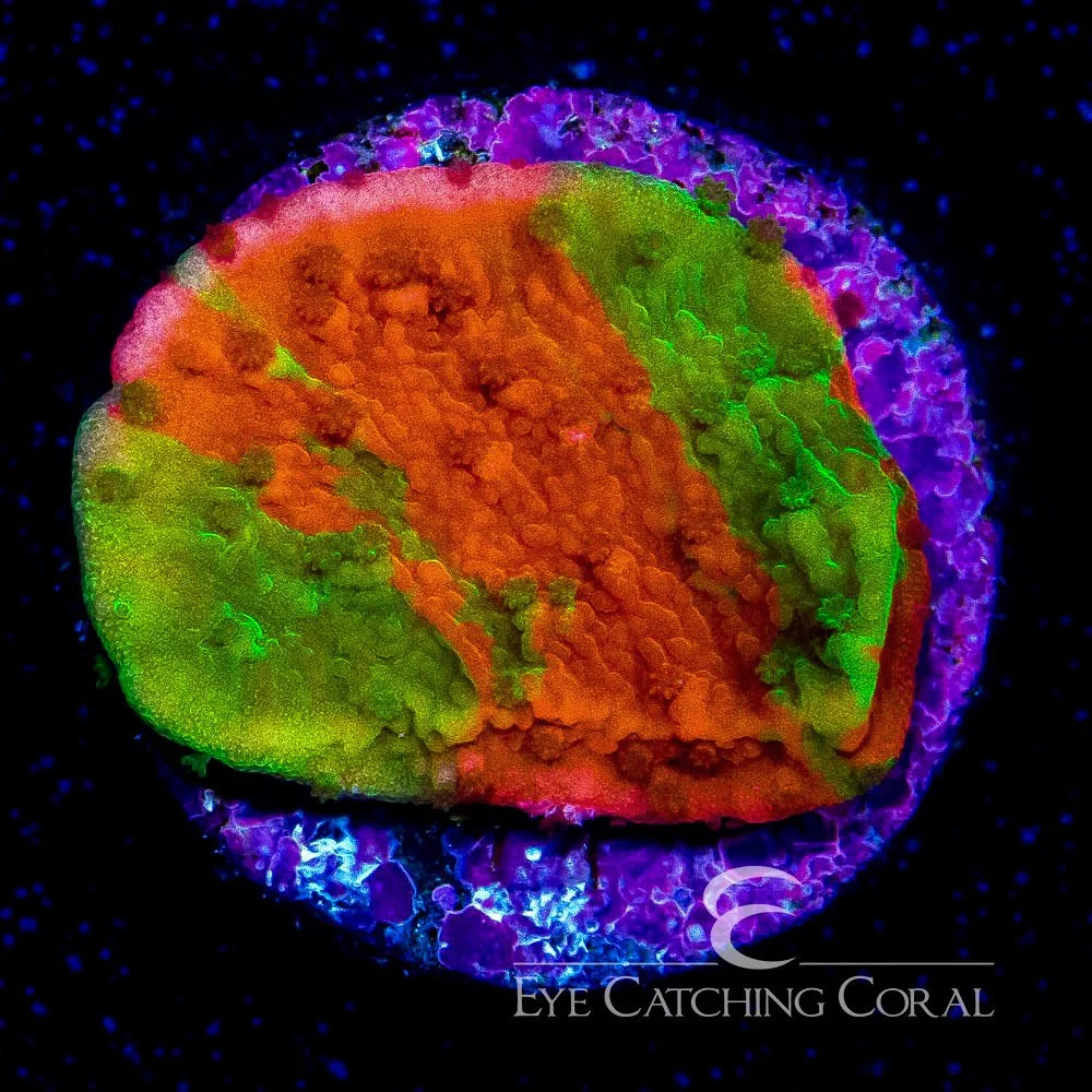 ECC Grafted Montipora Frag — Special Order [AC298]